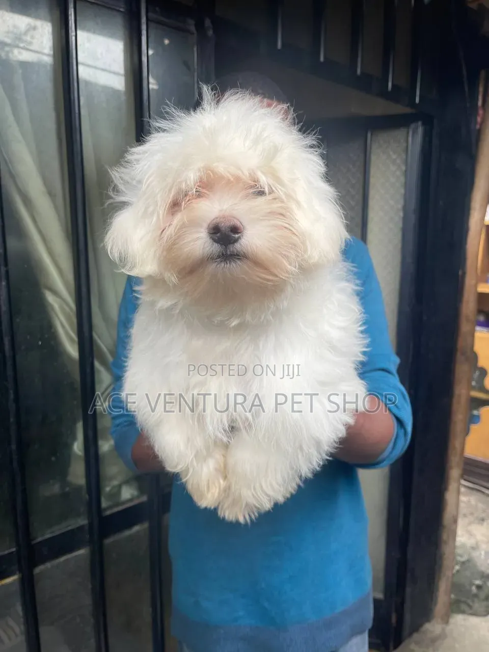 1-3 months Male Purebred Maltese