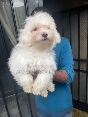 1-3 months Male Purebred Maltese