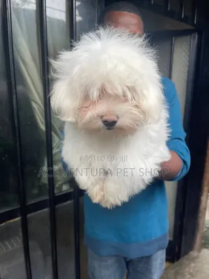 1-3 months Male Purebred Maltese
