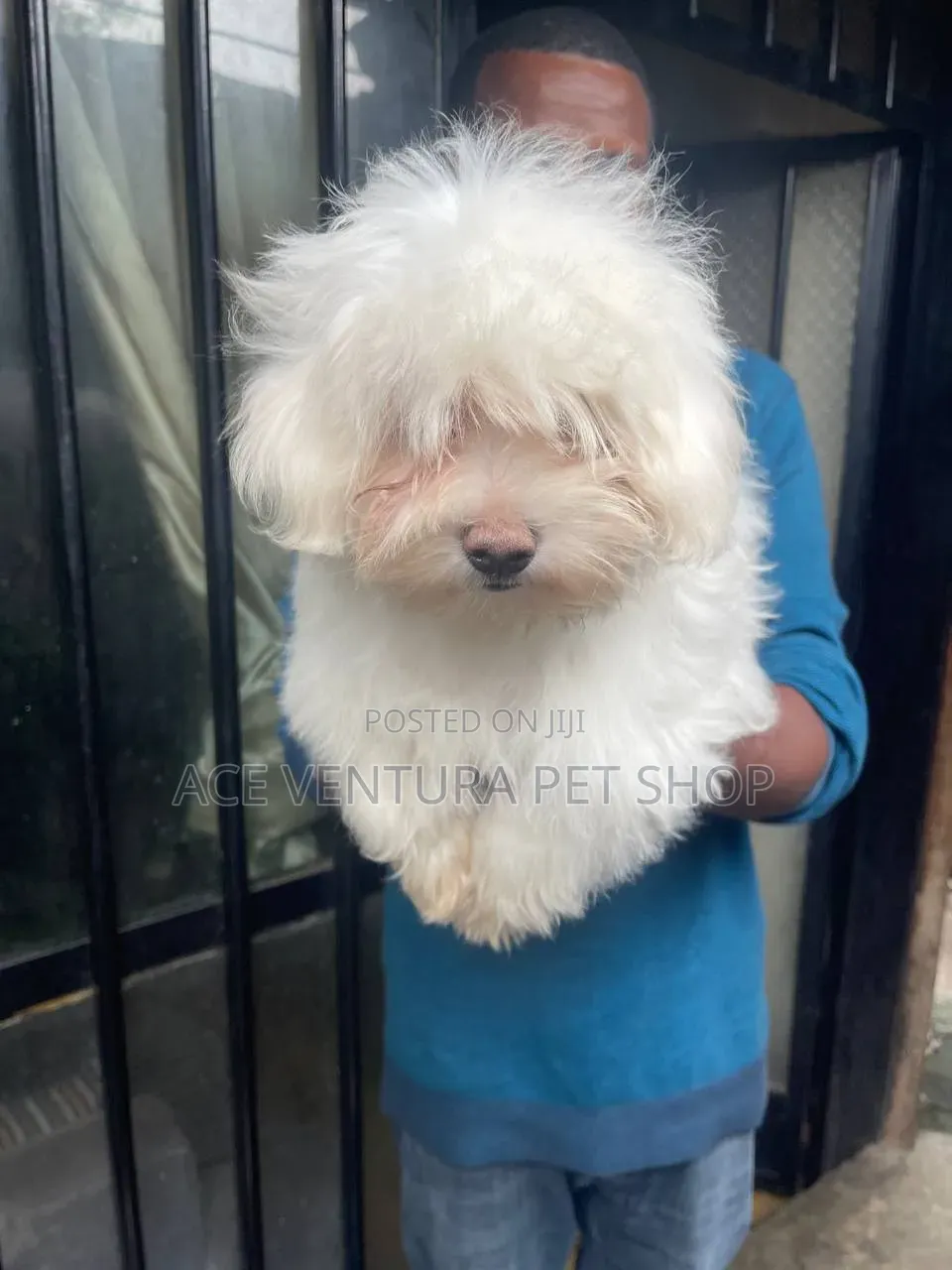 1-3 months Male Purebred Maltese
