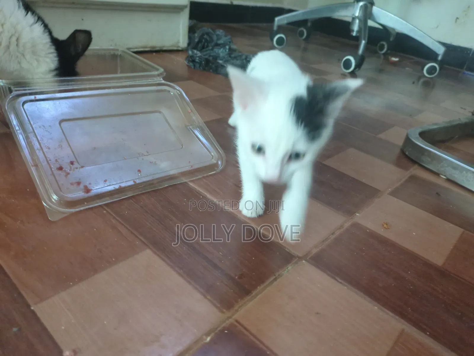 1-3 months Male Mixed Breed Abyssinian