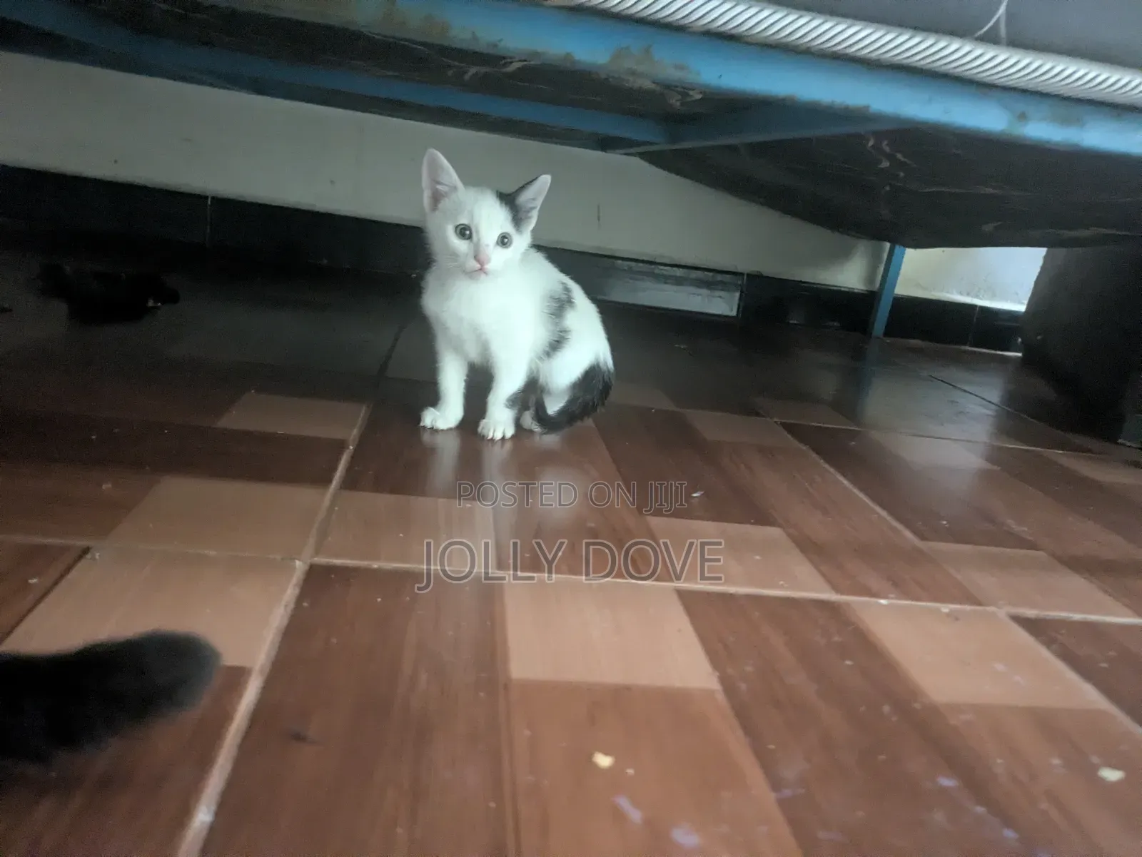 1-3 months Male Mixed Breed Abyssinian