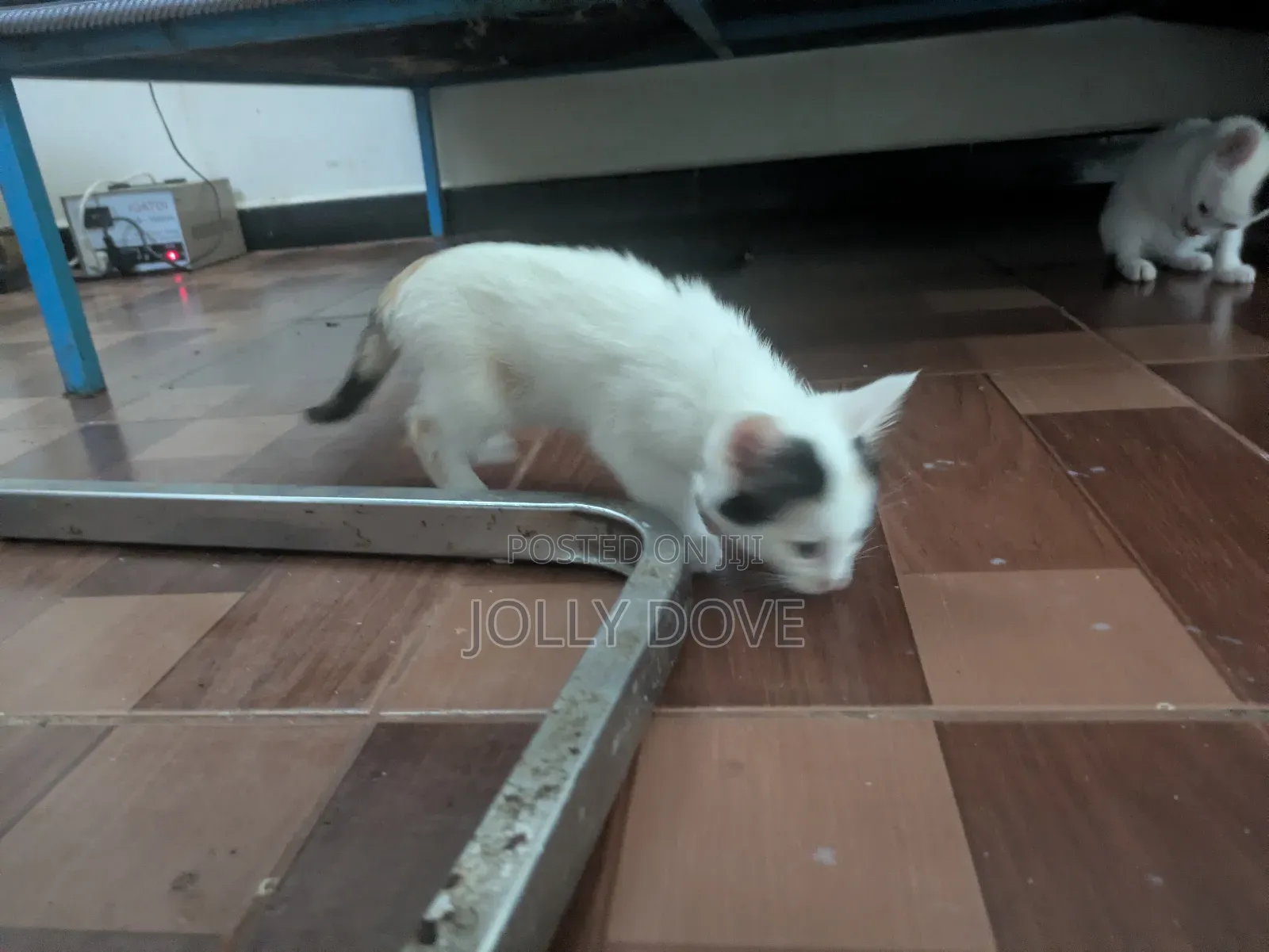 1-3 months Male Mixed Breed Abyssinian