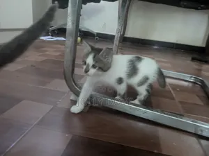 1-3 months Male Mixed Breed Abyssinian