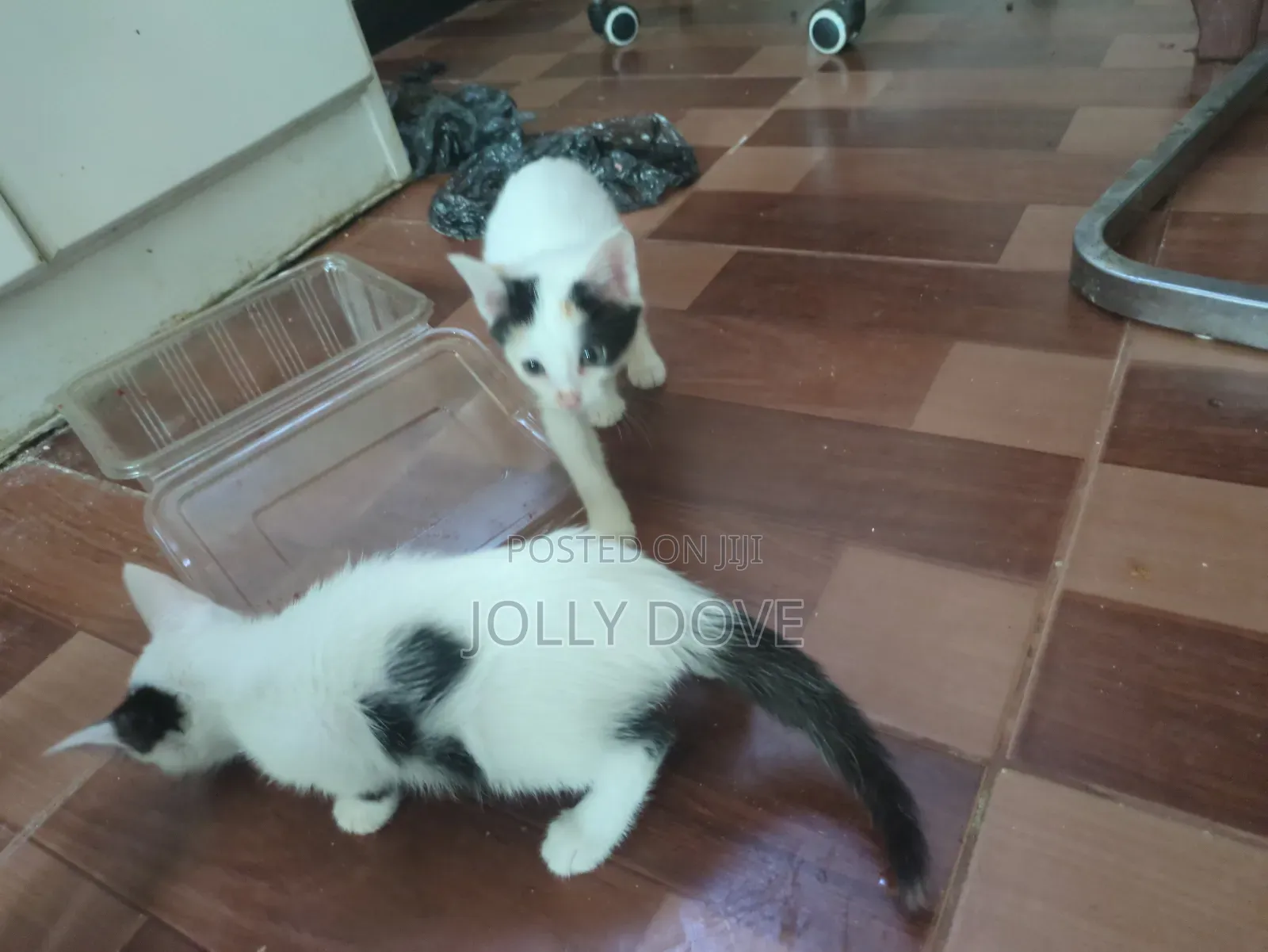 1-3 months Male Mixed Breed Abyssinian