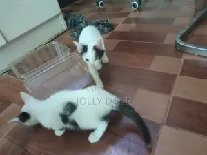 1-3 months Male Mixed Breed Abyssinian