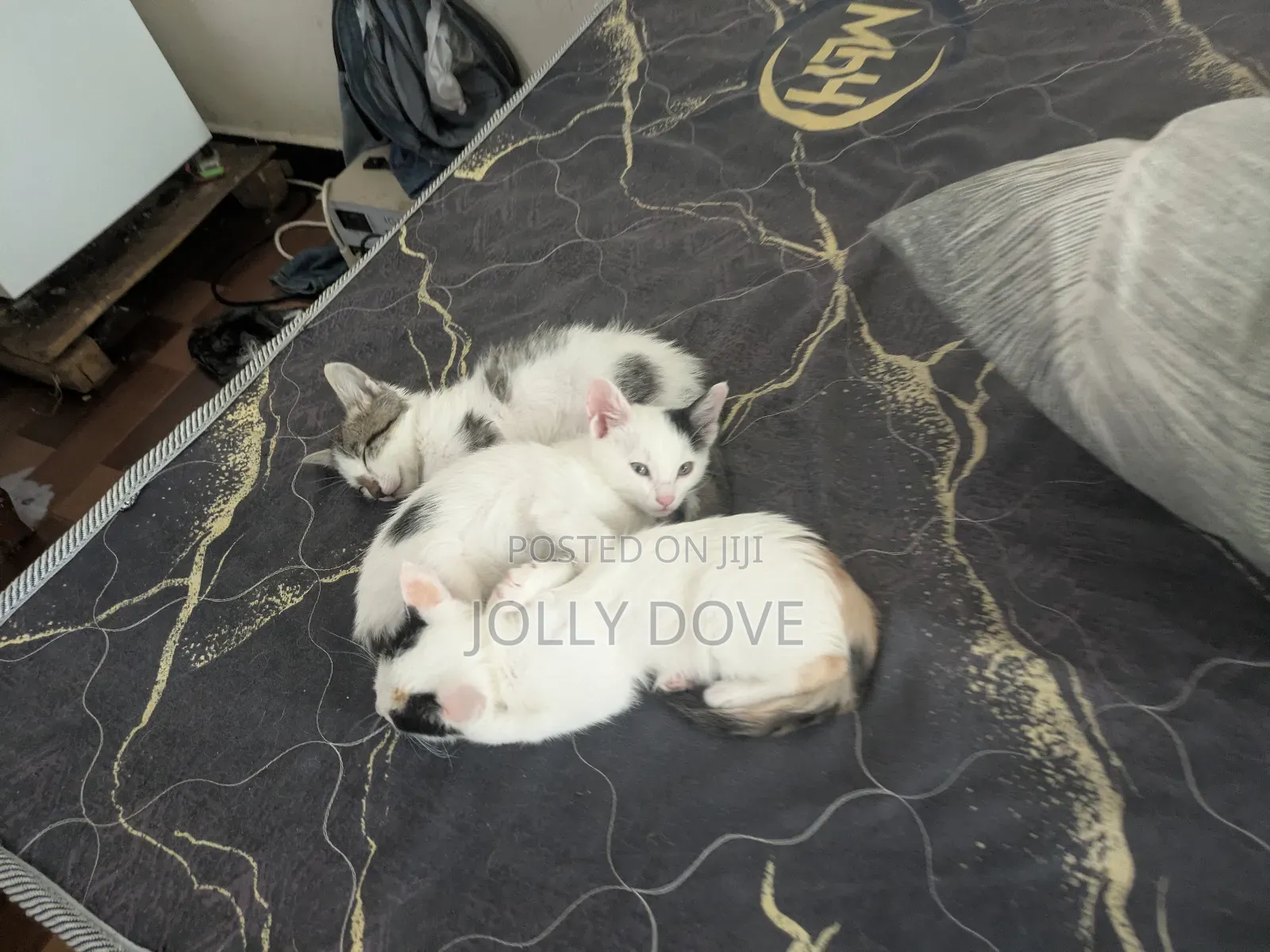 1-3 months Male Mixed Breed Abyssinian