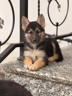 1-3 months Male Purebred German Shepherd