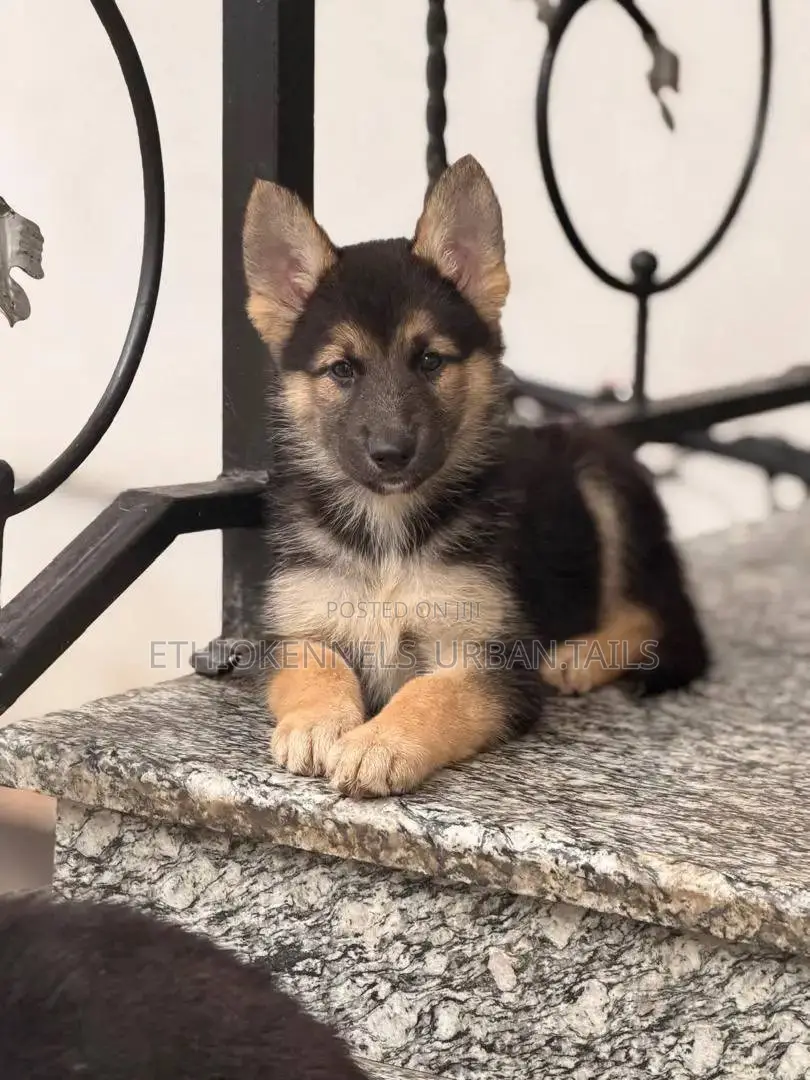 1-3 months Male Purebred German Shepherd