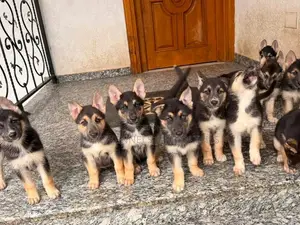 1-3 months Male Purebred German Shepherd