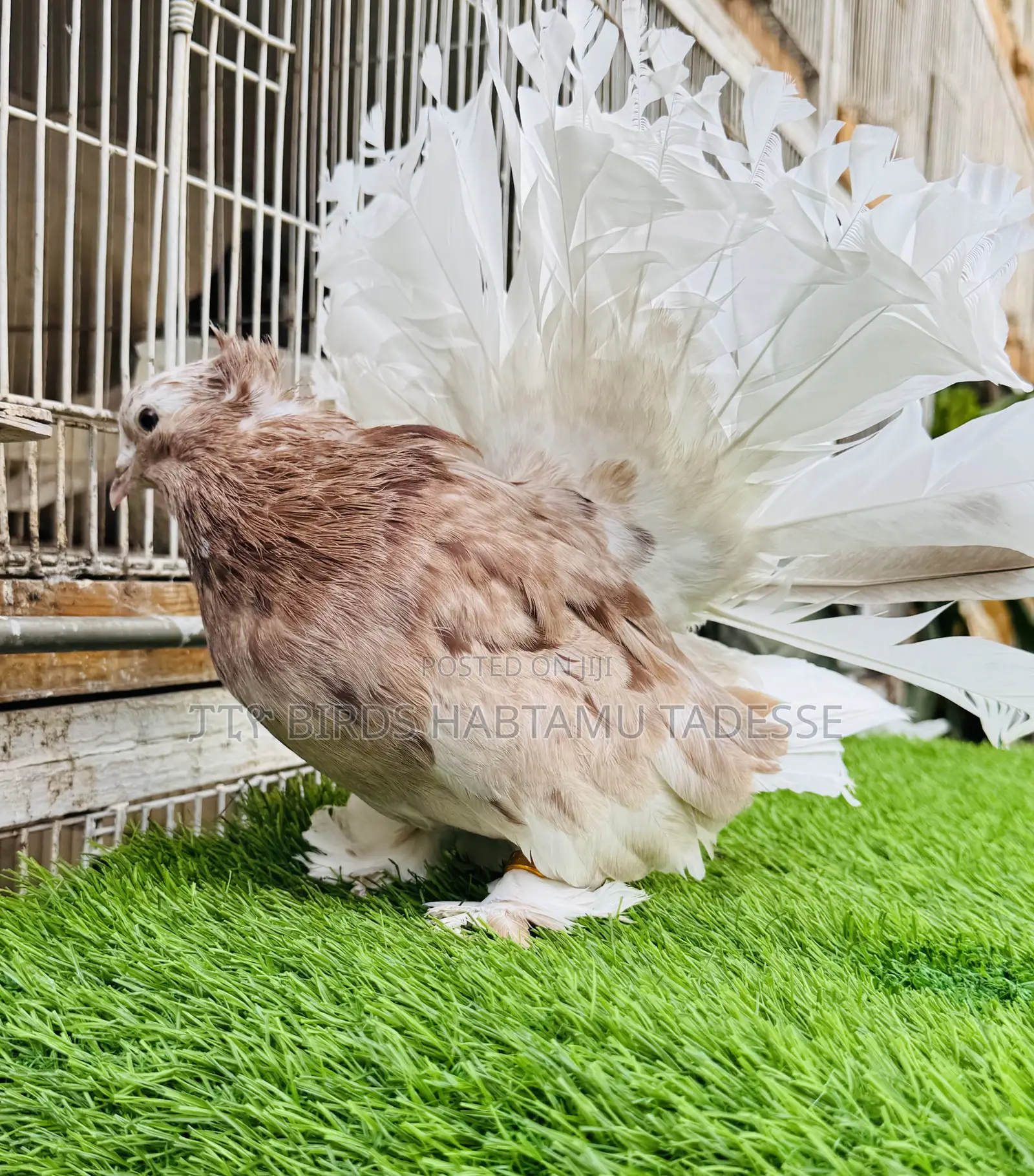 Top Quality Jumbo Size Indian Fantail