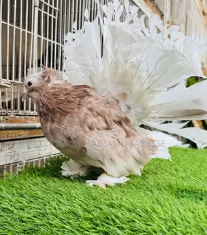 Top Quality Jumbo Size Indian Fantail
