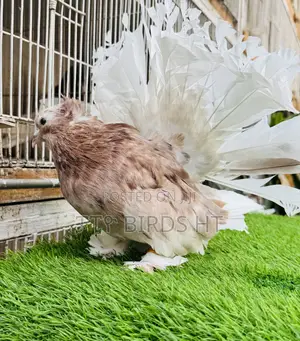 Top Quality Jumbo Size Indian Fantail