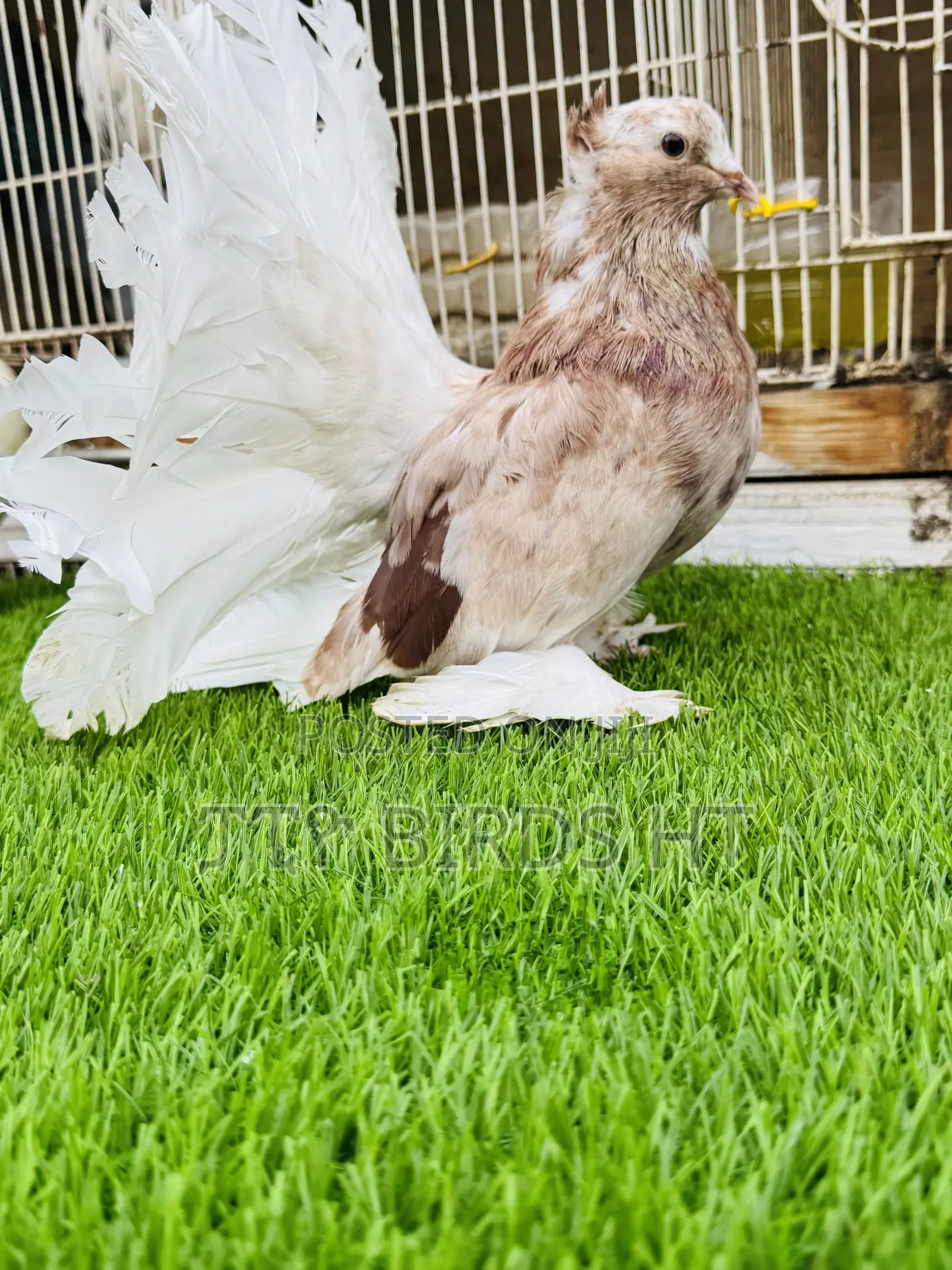 Top Quality Jumbo Size Indian Fantail