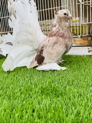 Top Quality Jumbo Size Indian Fantail