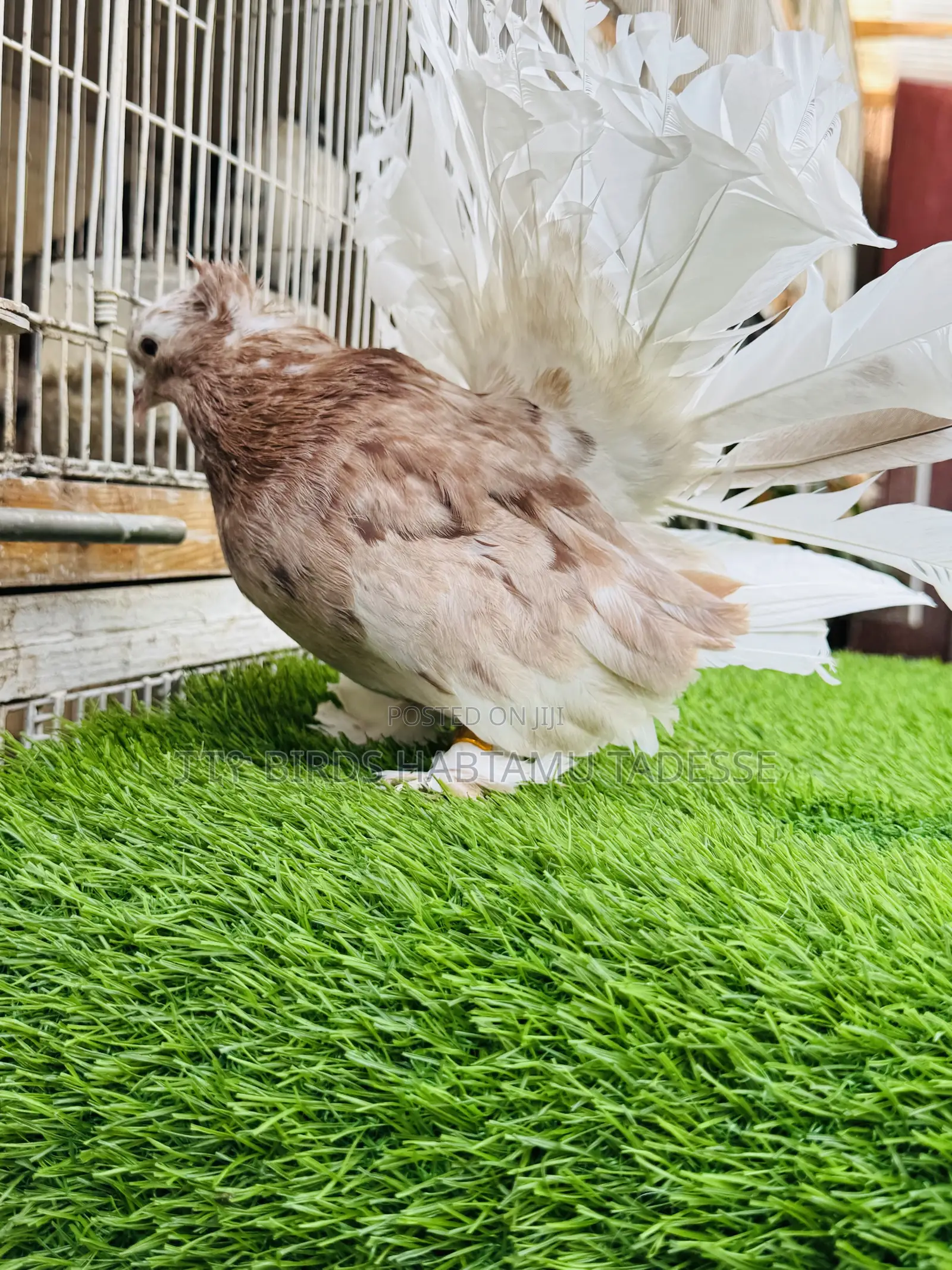 Top Quality Jumbo Size Indian Fantail