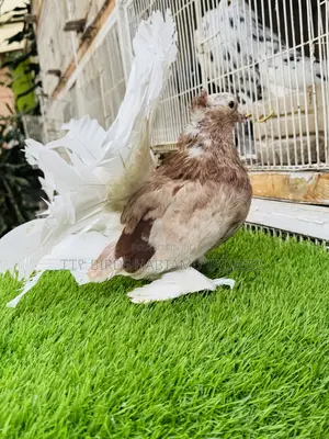Top Quality Jumbo Size Indian Fantail