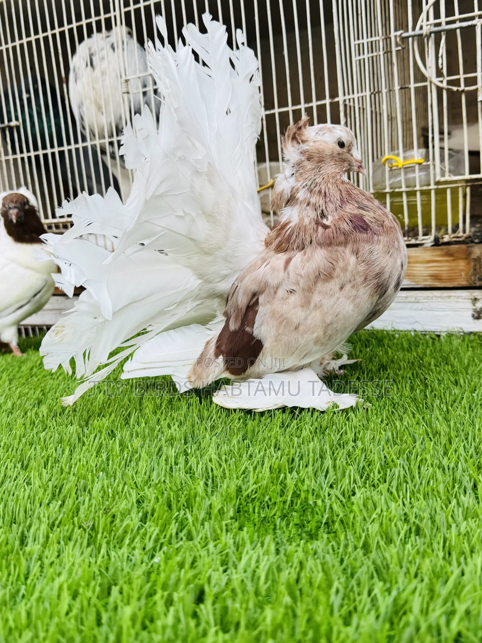 Top Quality Jumbo Size Indian Fantail