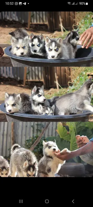 1-3 months Male Purebred Siberian Husky