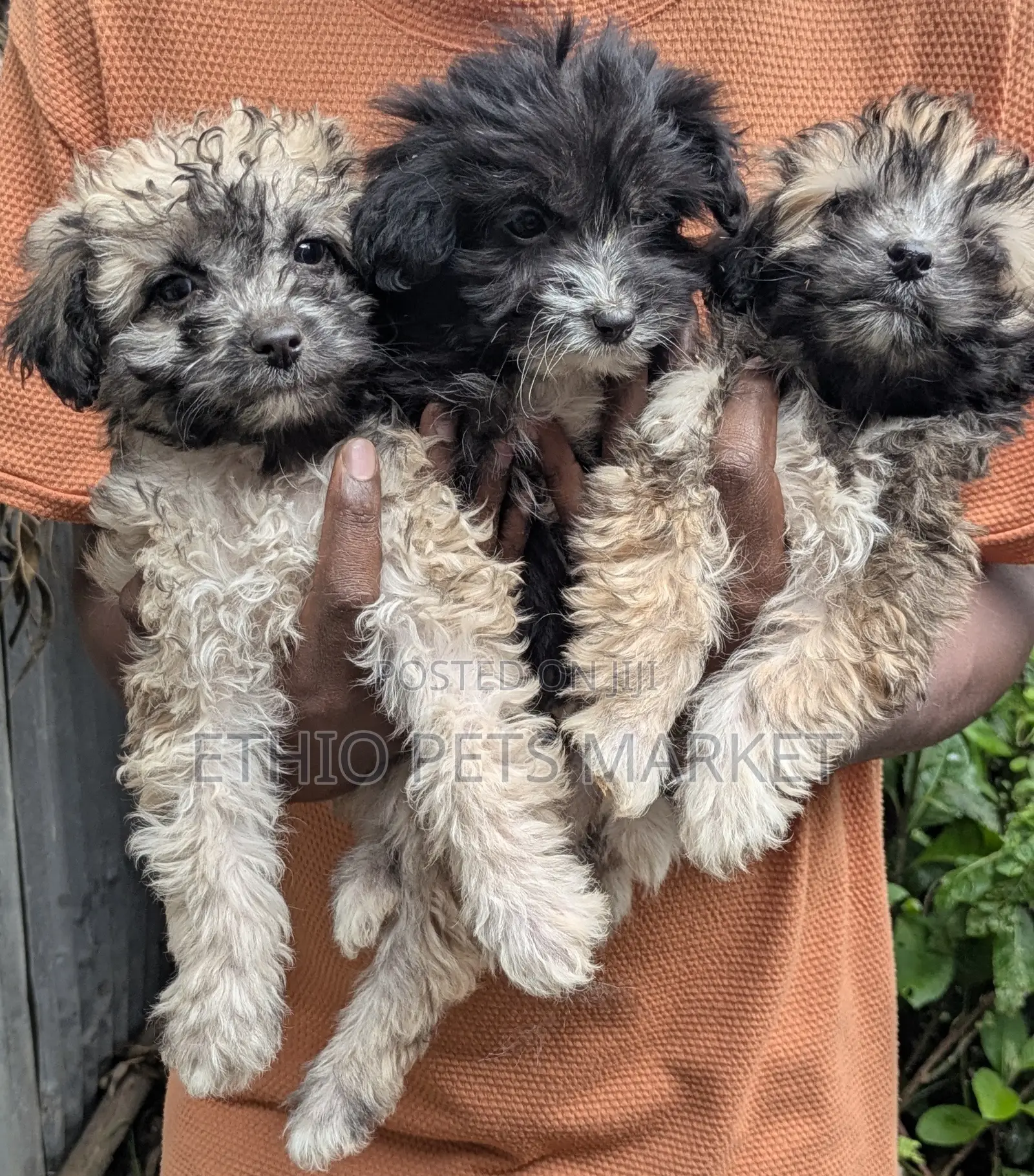 1-3 months Male Purebred Maltese