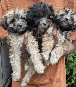 1-3 months Male Purebred Maltese