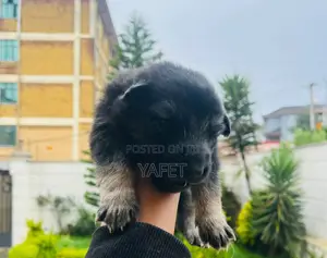 1-3 months Male Mixed Breed German Shepherd