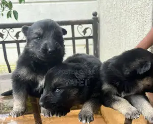 1-3 months Male Mixed Breed German Shepherd