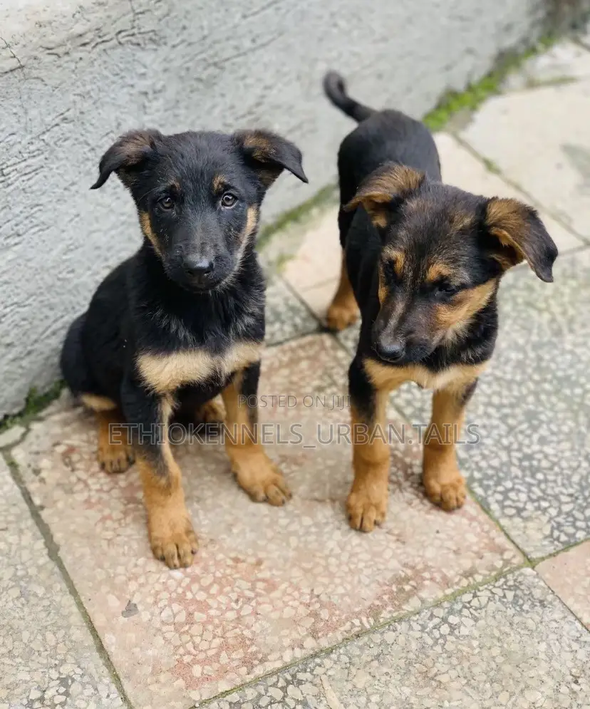 1-3 months Male Purebred German Shepherd