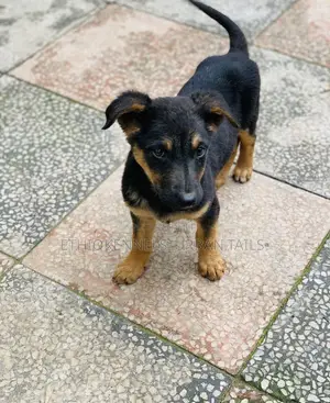 1-3 months Male Purebred German Shepherd