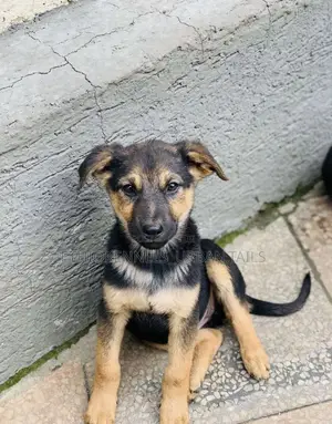 1-3 months Male Purebred German Shepherd