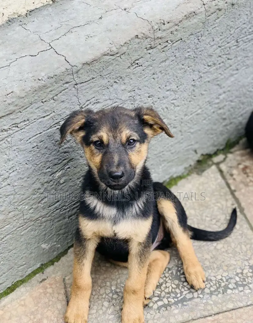 1-3 months Male Purebred German Shepherd