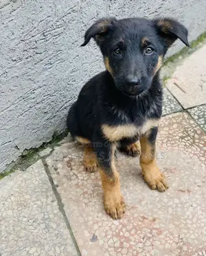 1-3 months Male Purebred German Shepherd