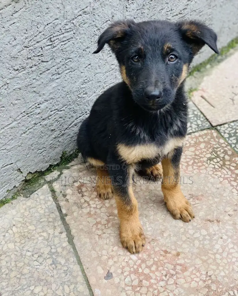 1-3 months Male Purebred German Shepherd