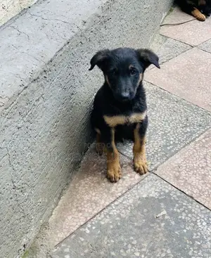 1-3 months Male Purebred German Shepherd
