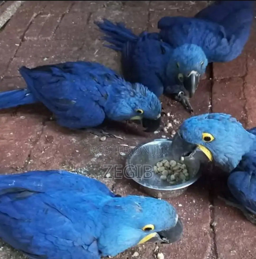 Baby Parrots - For Sale