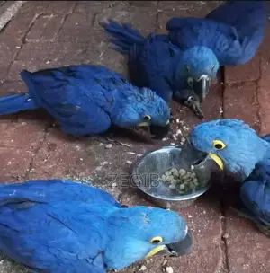 Baby Parrots - For Sale