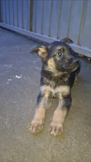 1-3 months Male Purebred German Shepherd