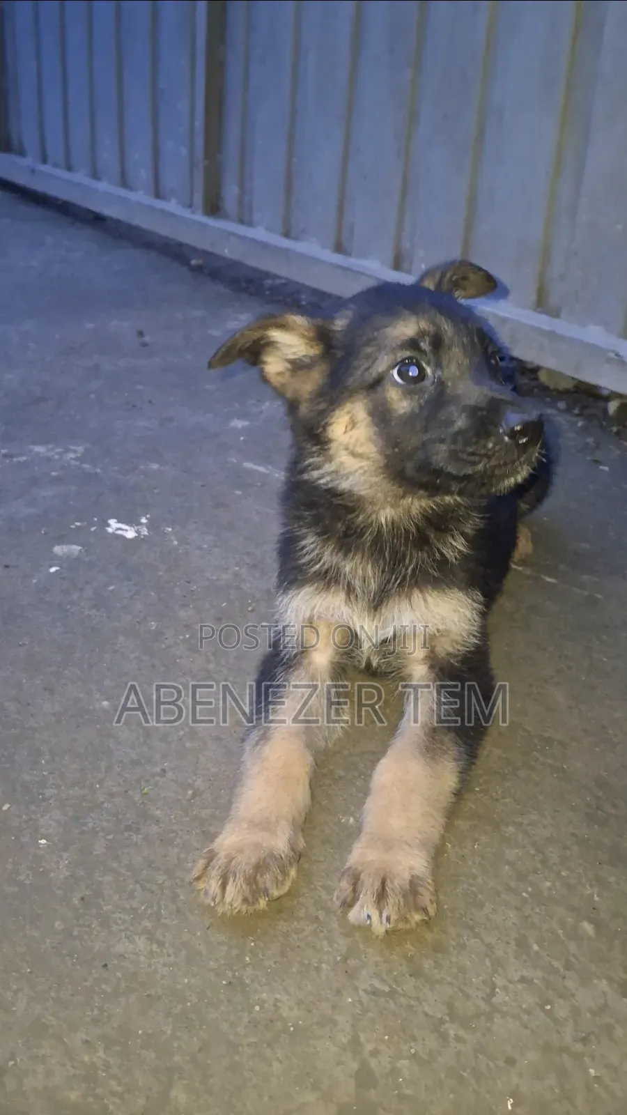 1-3 months Male Purebred German Shepherd
