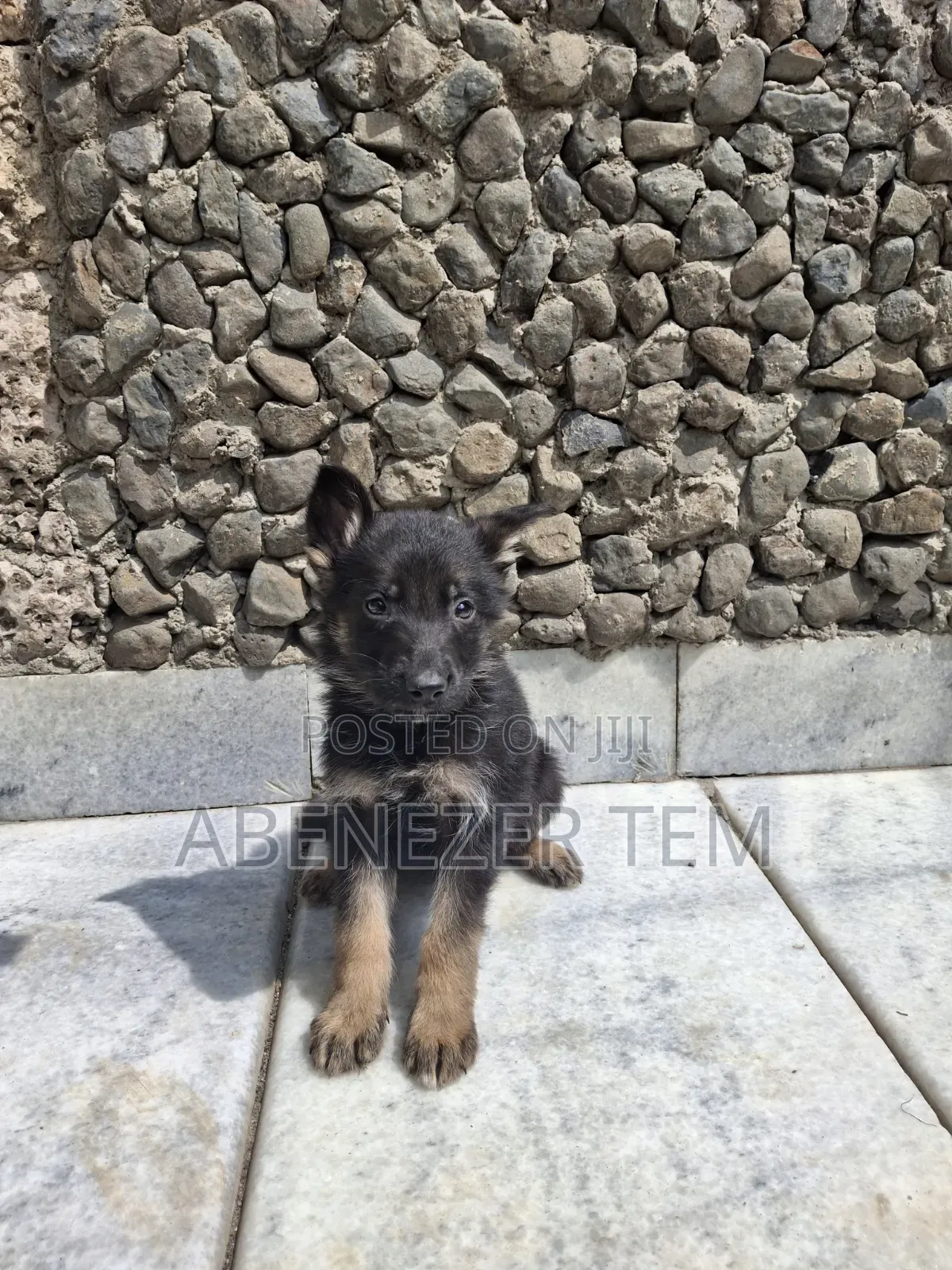1-3 months Male Purebred German Shepherd