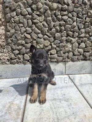 1-3 months Male Purebred German Shepherd