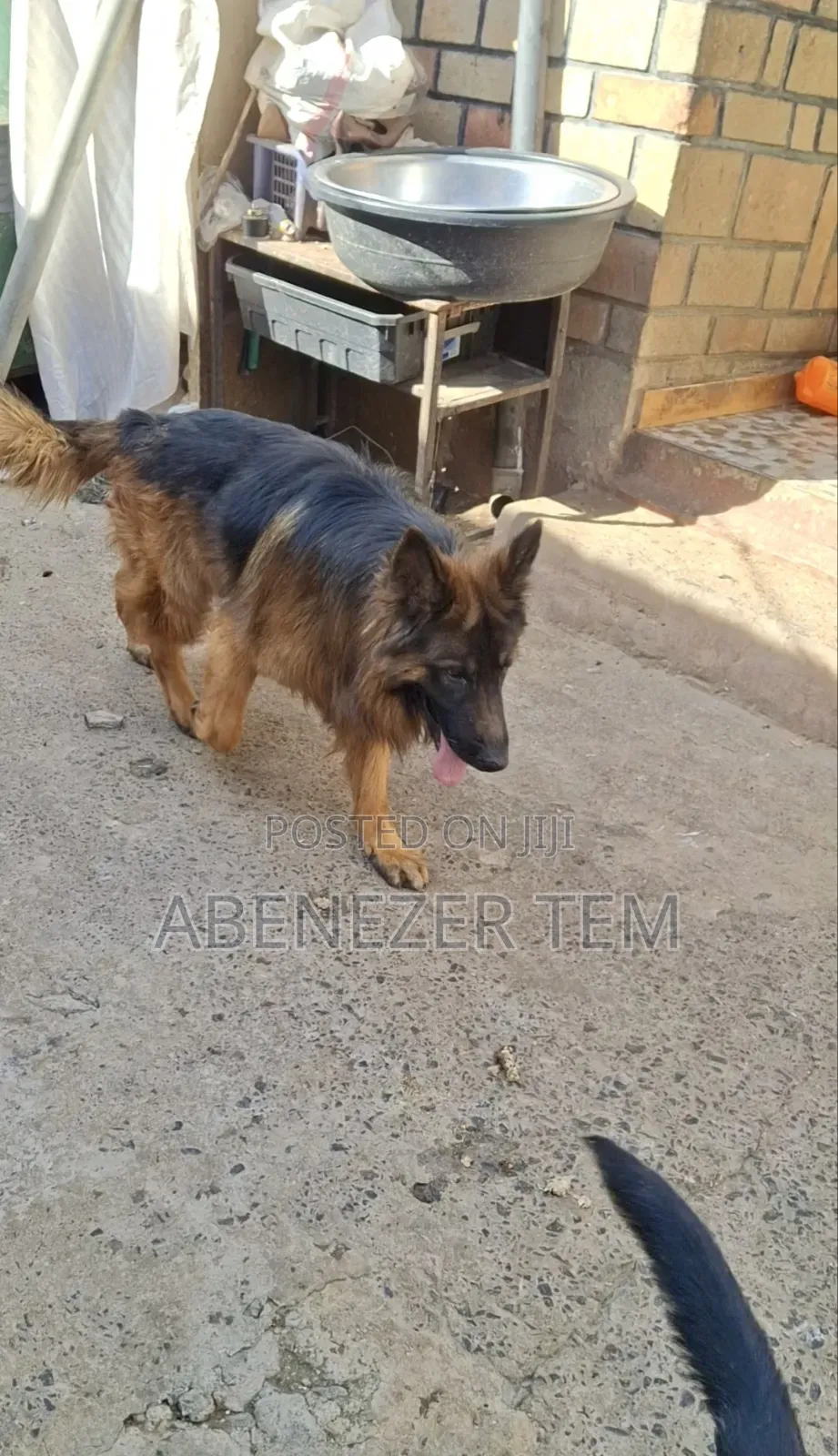 1-3 months Male Purebred German Shepherd