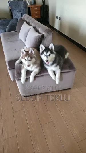 3-6 months Female Purebred Siberian Husky