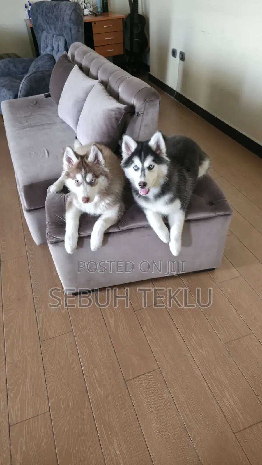 3-6 months Female Purebred Siberian Husky