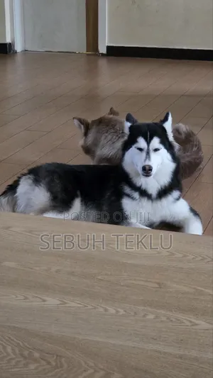 3-6 months Female Purebred Siberian Husky