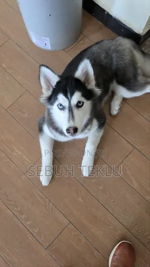 3-6 months Female Purebred Siberian Husky