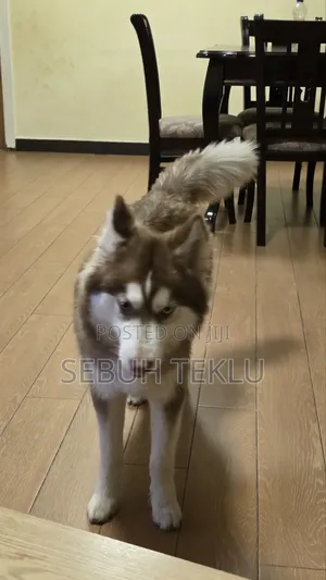 3-6 months Male Purebred Siberian Husky