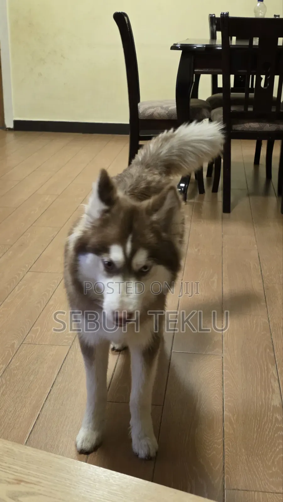 3-6 months Male Purebred Siberian Husky