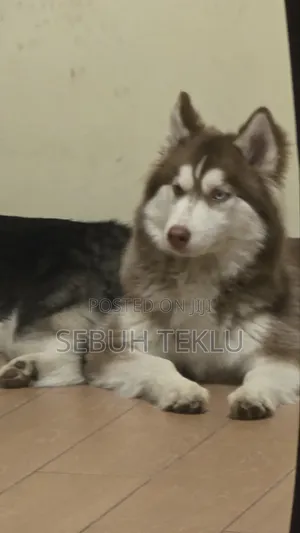 3-6 months Male Purebred Siberian Husky