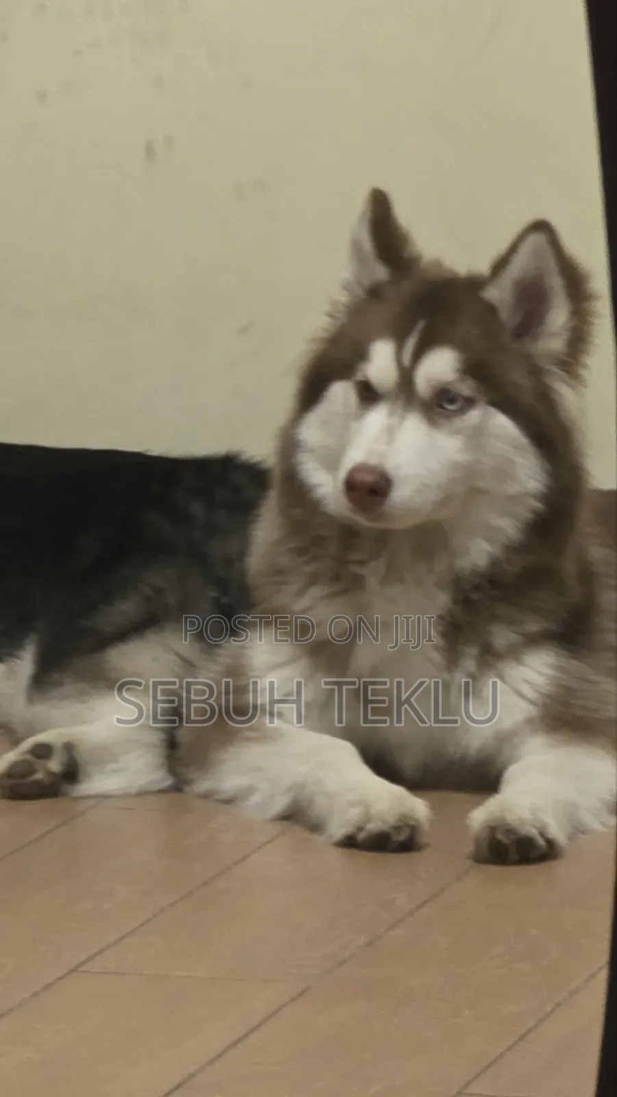 3-6 months Male Purebred Siberian Husky