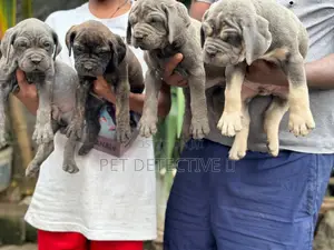 1-3 months Male Purebred Boerboel